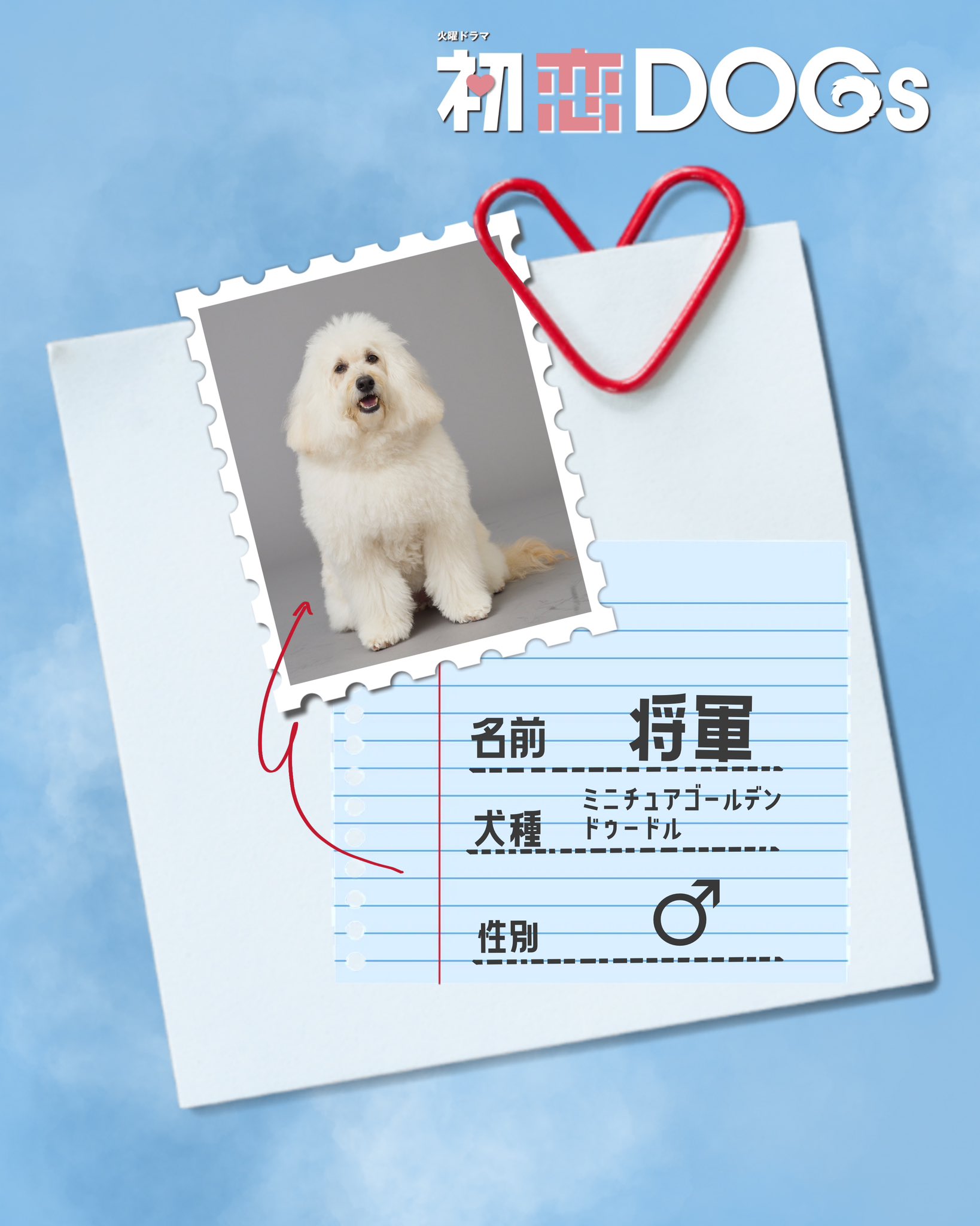 初恋ドッグスの将軍の犬種はゴールデンドゥードル？